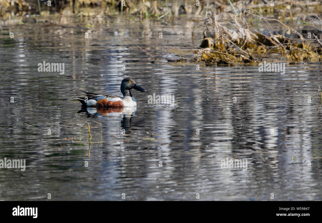 Shovel shaped beak hires stock photography and images Alamy