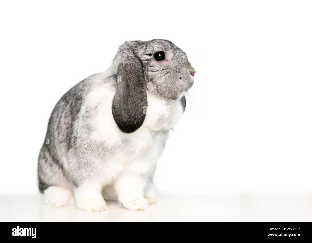 A cute gray and white lop eared domestic pet rabbit on a white background Stock Photo