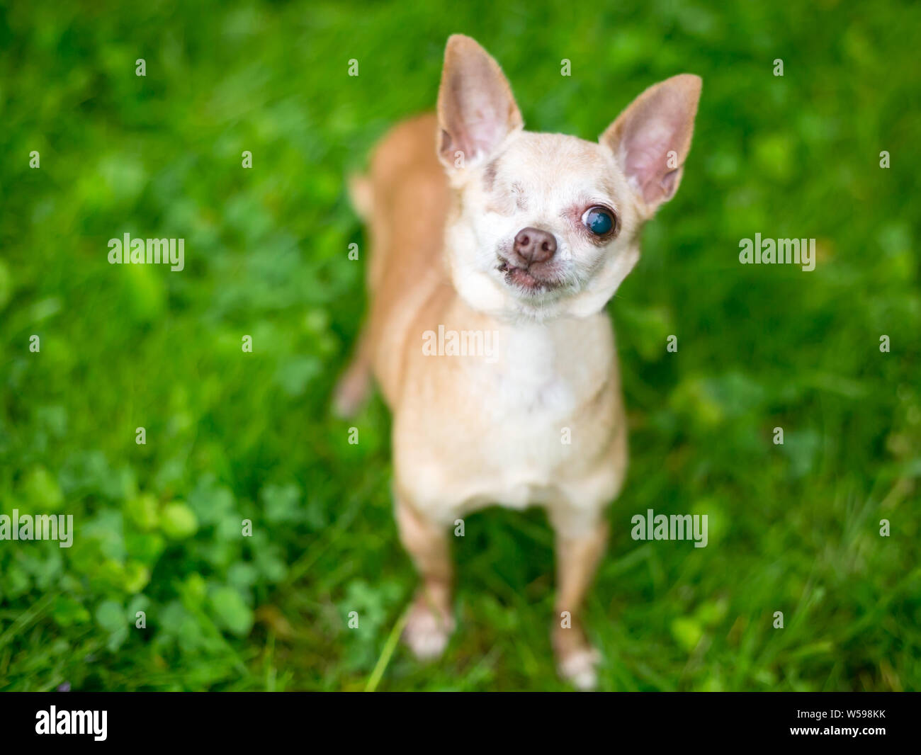 A one-eyed Chihuahua dog looking up at the camera Stock Photo