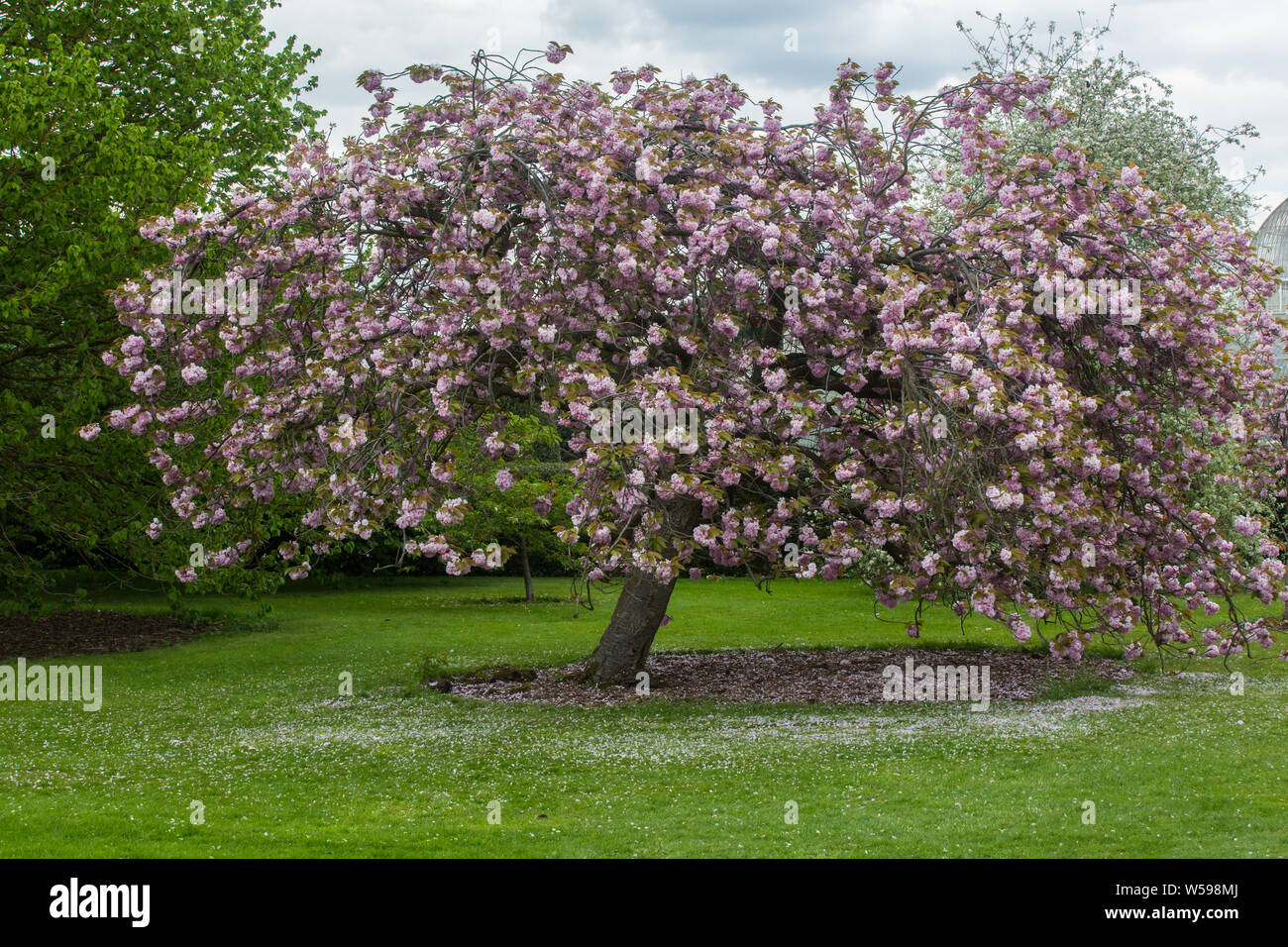 Cherry Blossoms at Kew Gardens, England Stock Photo