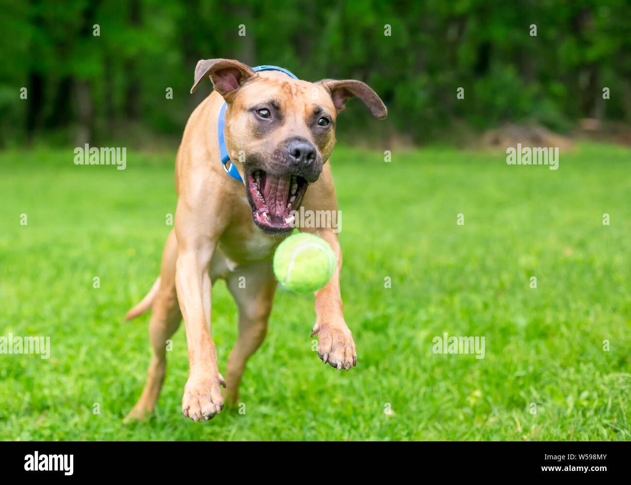 Terrier chasing a ball hires stock photography and images Alamy
