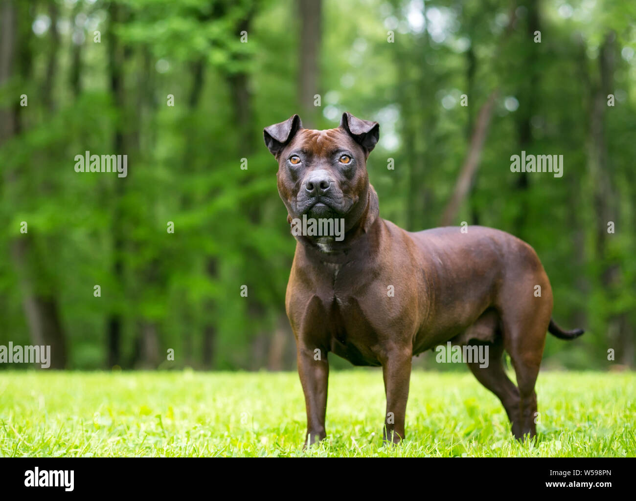 An American Staffordshire Terrier Mixed Breed Dog Standing Outdoors Stock Photo Alamy