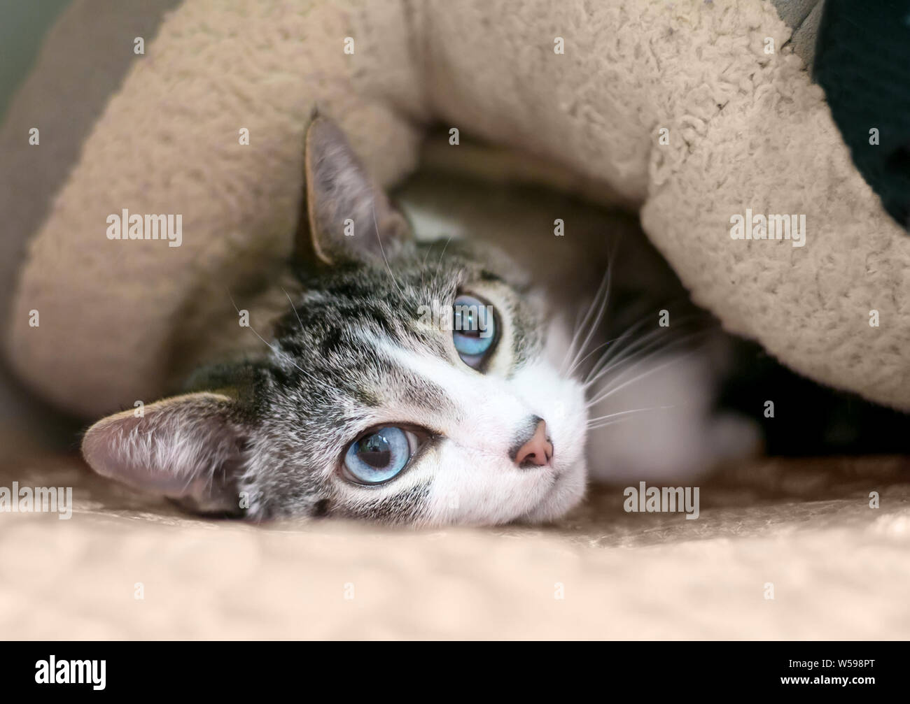 Timid animals hi-res stock photography and images - Alamy Timid animals hi-res stock photography and images - Alamy