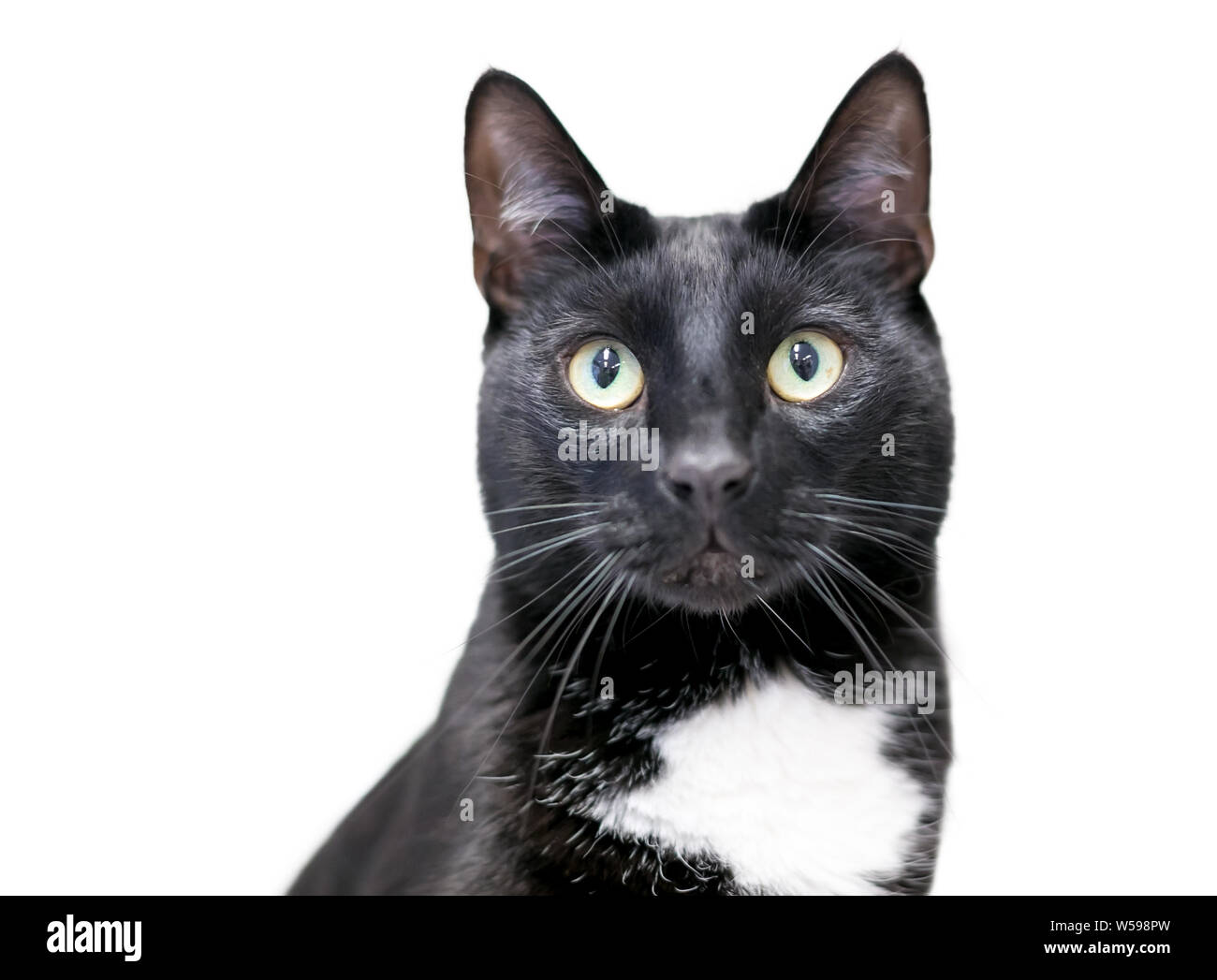 A black and white Tuxedo domestic shorthair cat with yellow eyes Stock Photo