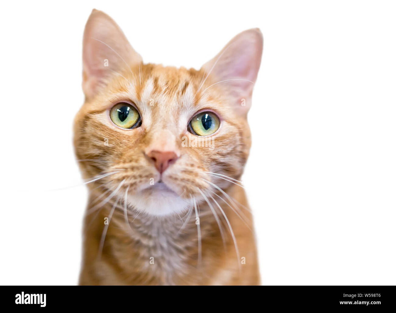 Close Up Of An Orange Tabby Domestic Shorthair Cat With Green Eyes