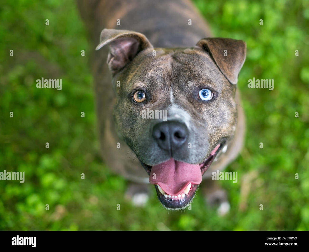 A happy brindle Pit Bull Terrier mixed breed dog with heterochromia