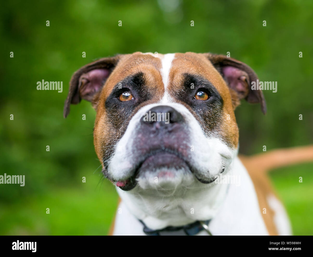 Bulldog dog jowls hires stock photography and images Alamy
