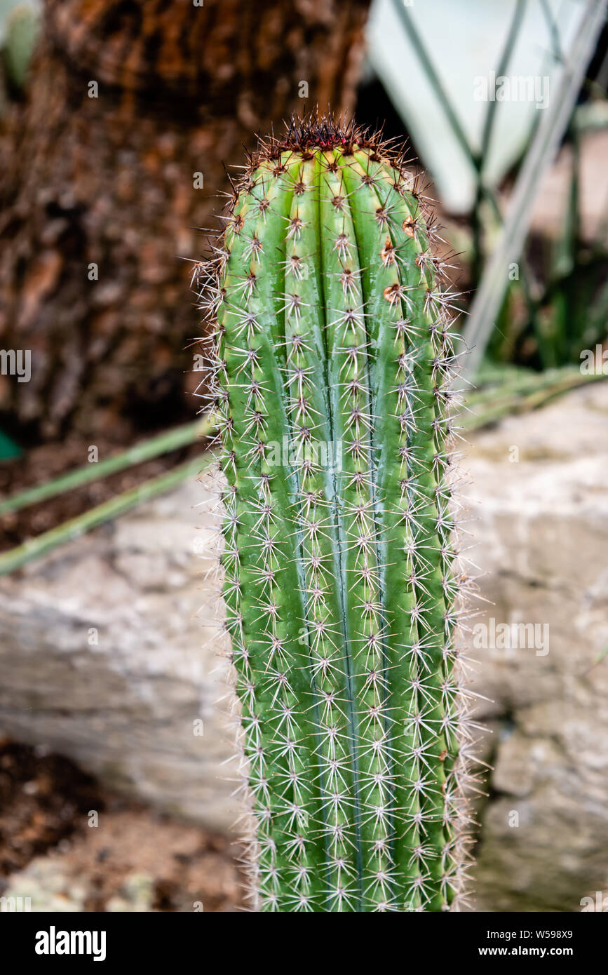 Cactus family plants, different shapes Stock Photo Alamy