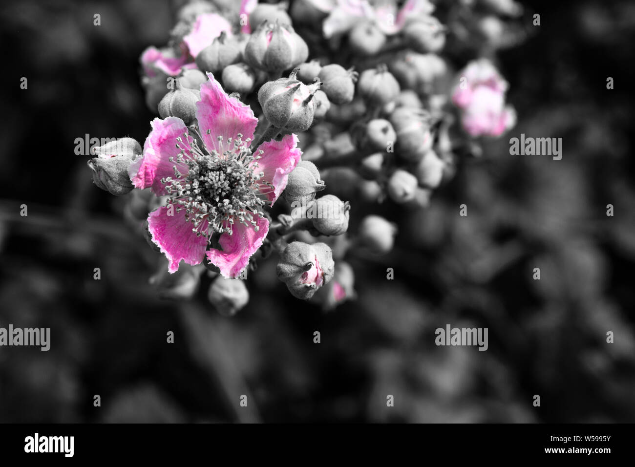 Himalayan Blackberry Plant in Selective Colour Stock Photo