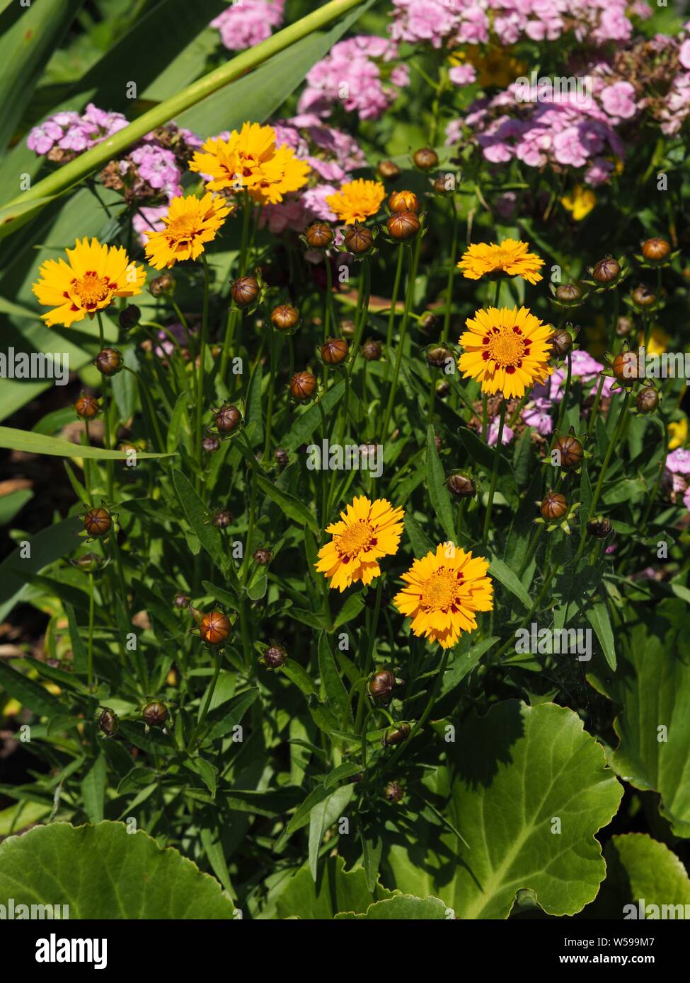 Mädchenauge schnittgold-Coreopsis grandiflora
