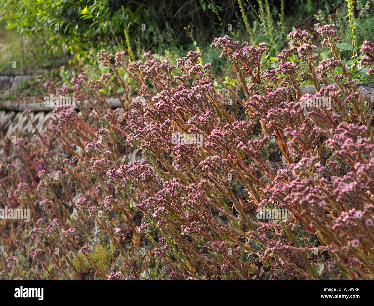 Sempervivum tectorum  Dach-Hauswurz blooming red garden vertical Stock Photo