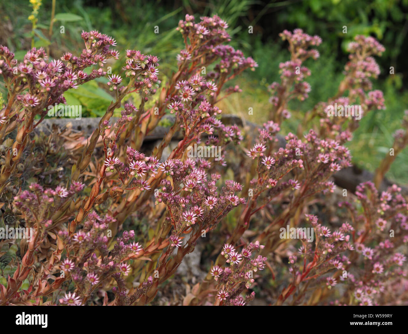 Sempervivum tectorum  Dach-Hauswurz blooming red garden vertical Stock Photo