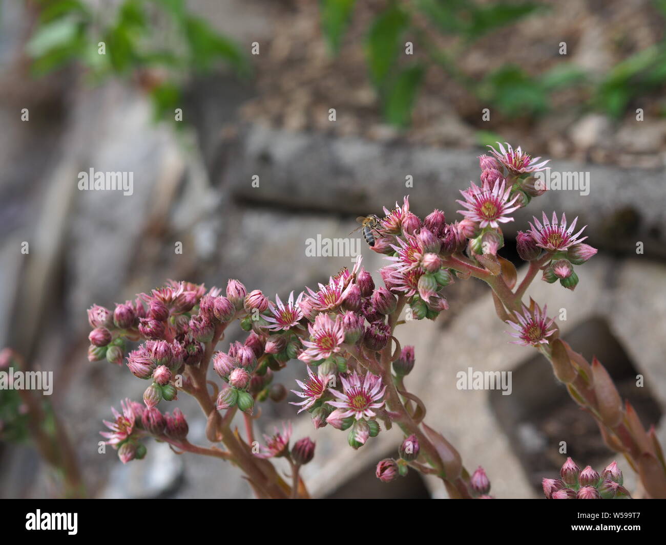 Sempervivum tectorum  Dach-Hauswurz blooming red garden vertical Stock Photo