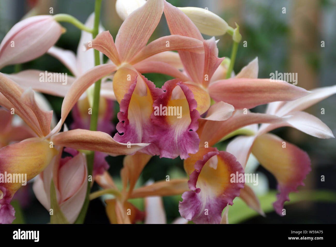A group of blooming Phaius Dan Rosenberg Orchids with a blurred background Stock Photo