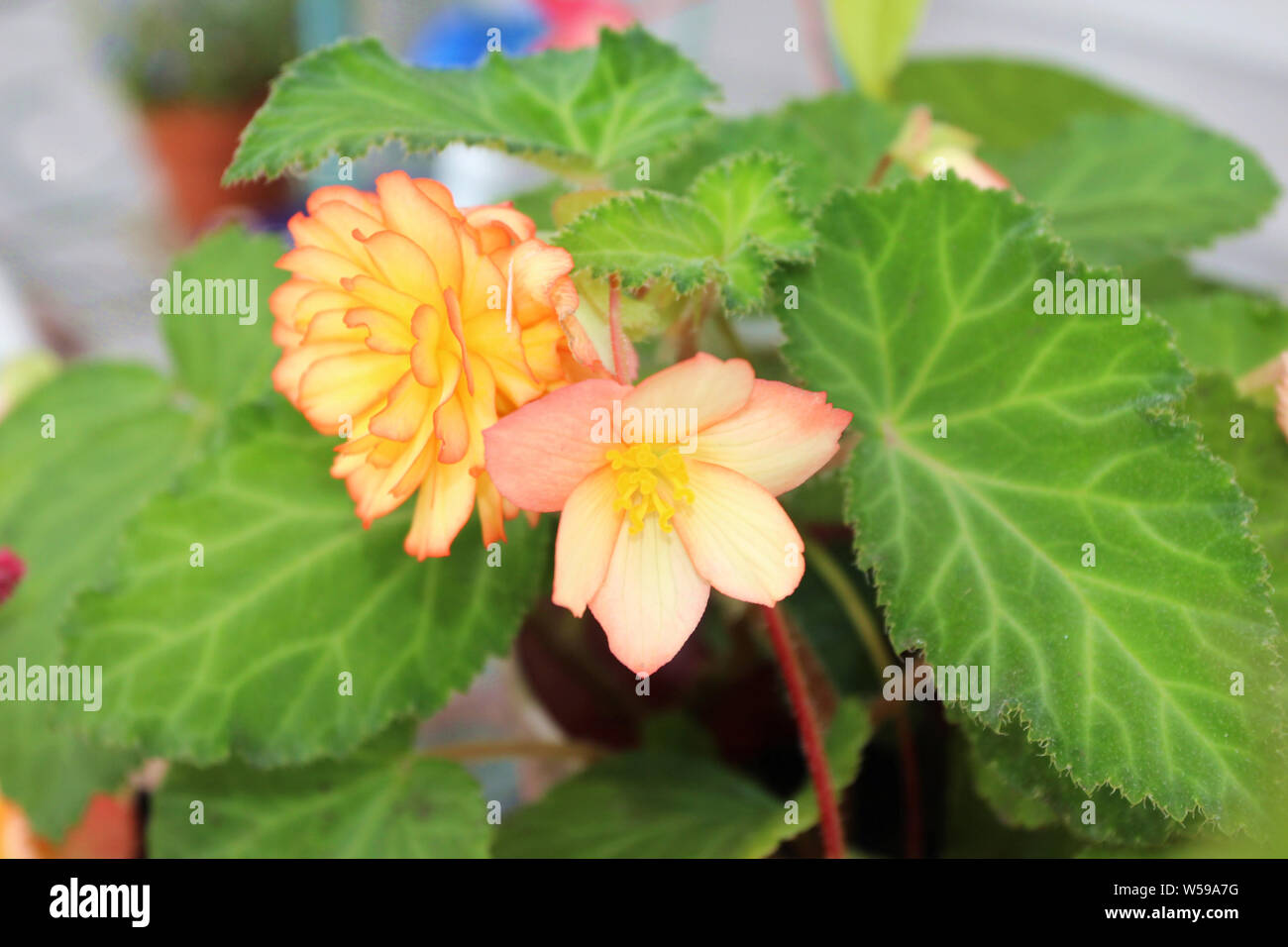 Close up of two blooming Golden Picotee Tuberous Begonia flowers with a blurred background Stock Photo