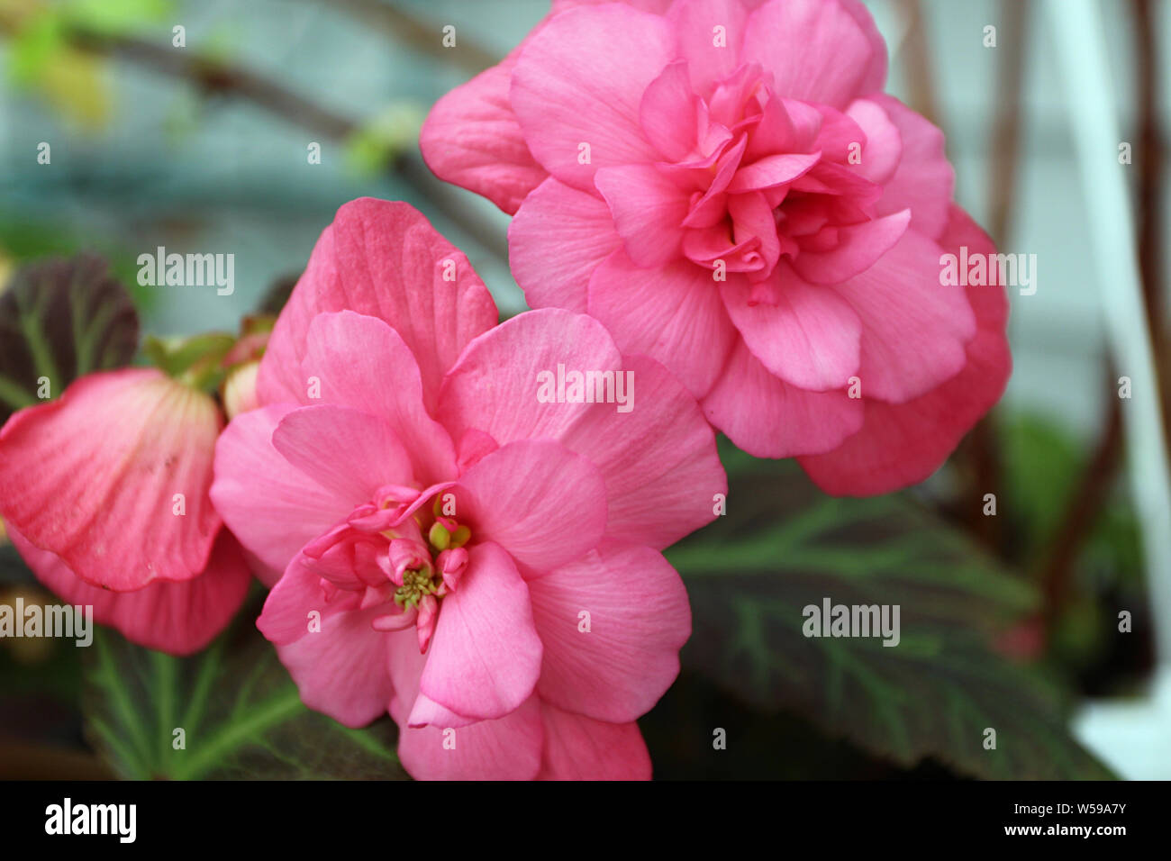 Close up of two blooming Dark Mocca Pink  Begonia flowers with a blurred background Stock Photo
