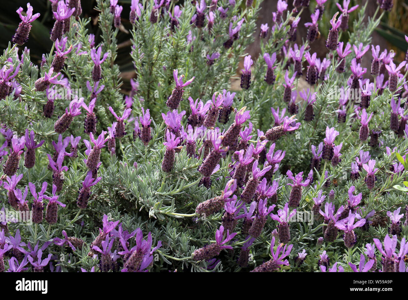 Close up of blooming Lavandula plants with purple flowers Stock Photo
