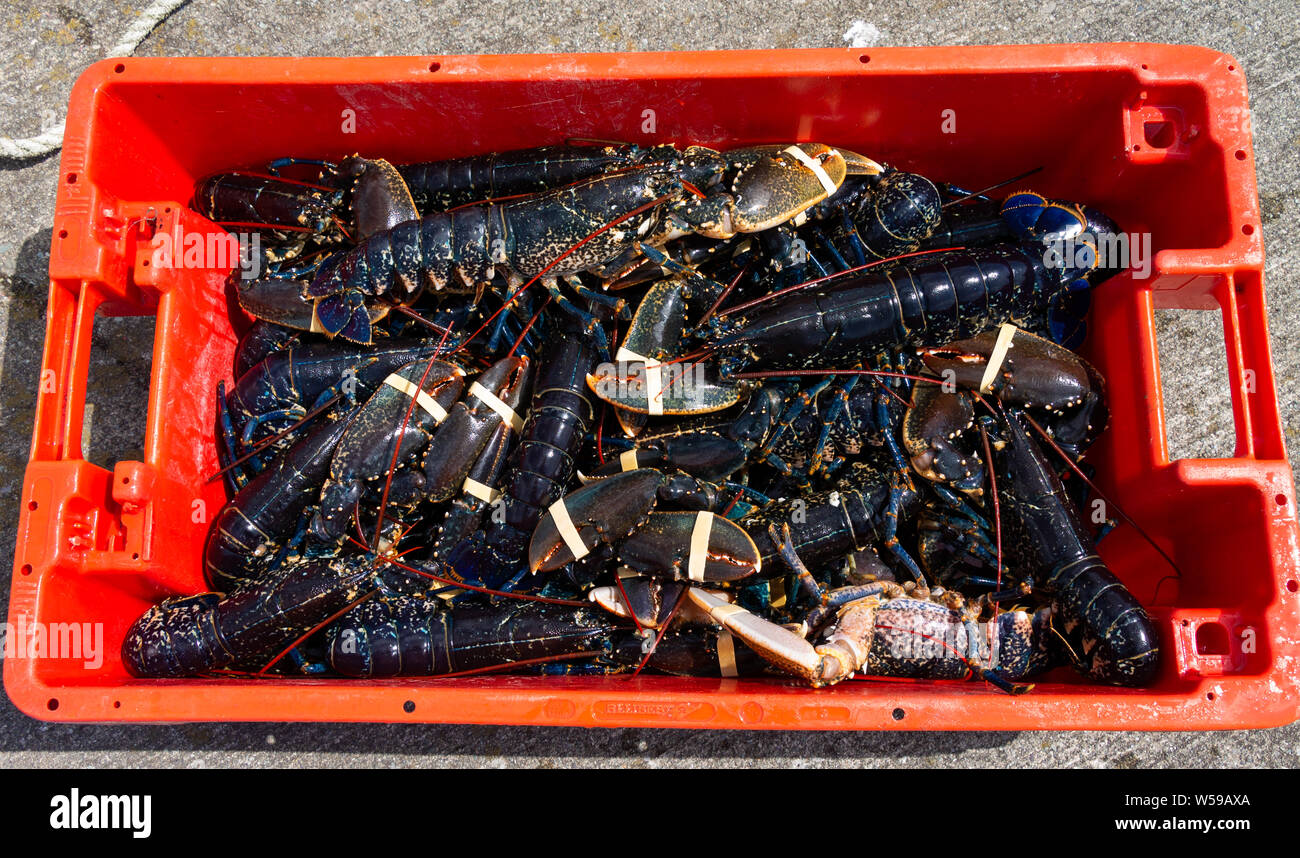 Fish box full of freshly caught lobster Stock Photo