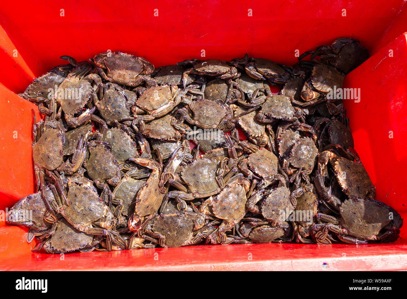 Fish box full of velvet crab  Necora puber Stock Photo