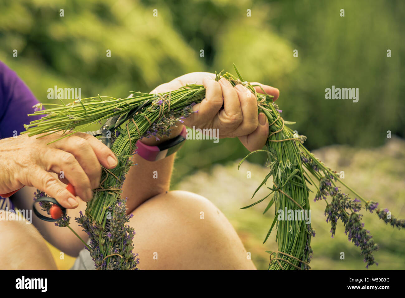 Making lavender wreath. Hand harvesting blooming flowers of Lavender. Stock Photo