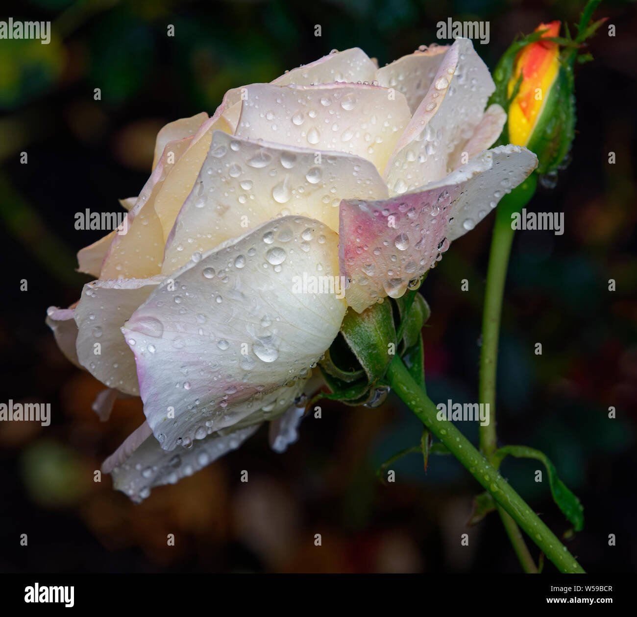Australian roses perth hires stock photography and images Alamy