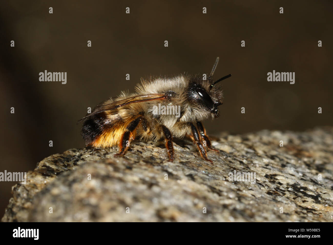 Osmia rufa, Red Mason Bee Stock Photo