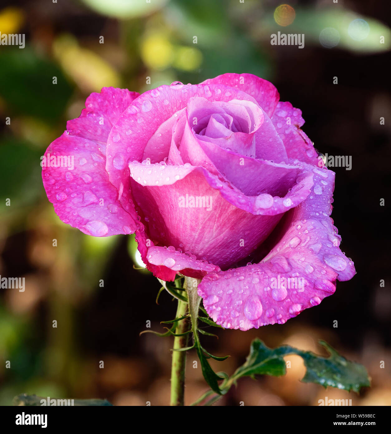 Australian roses perth hi-res stock photography and images - Alamy