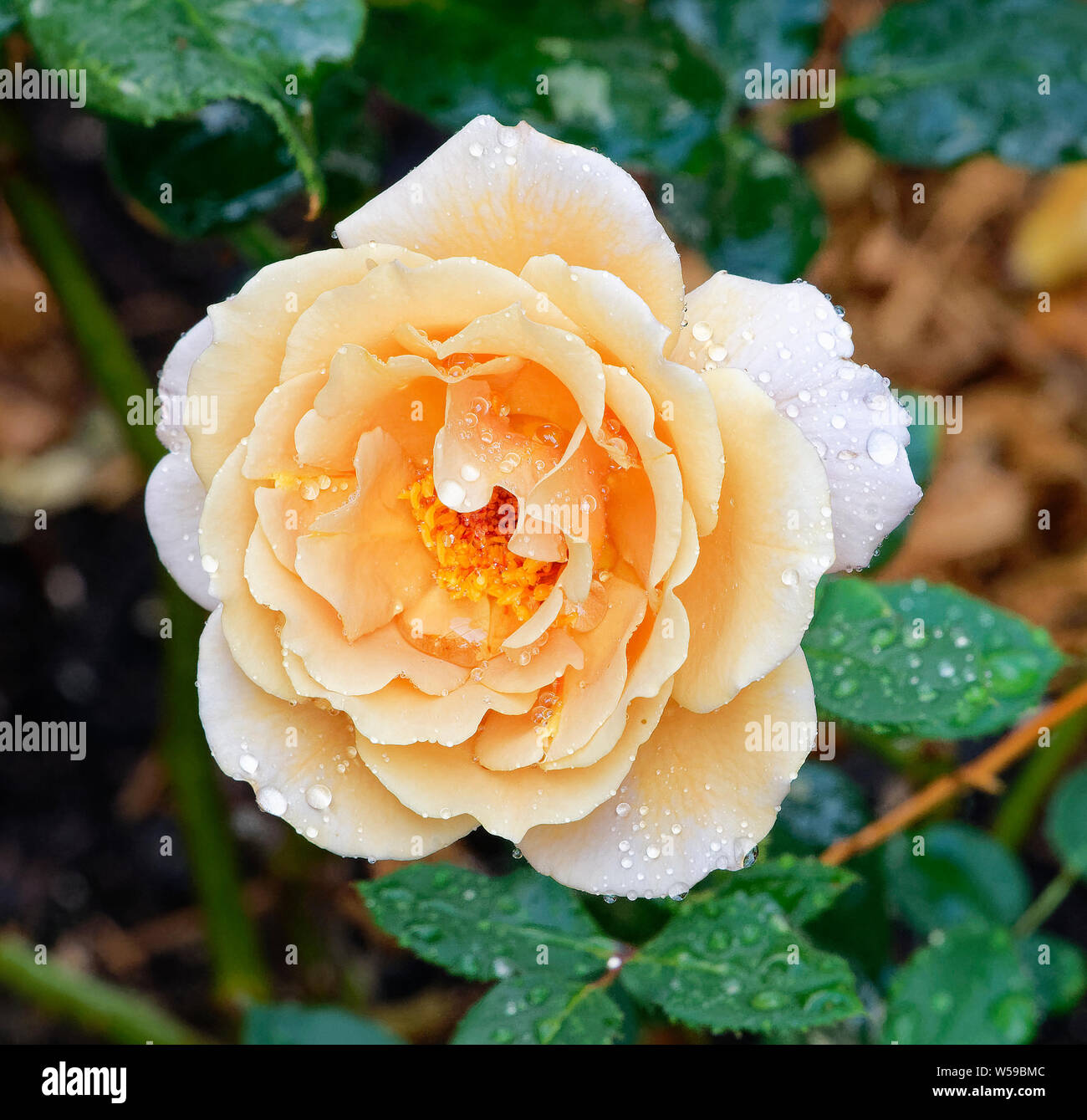 Austral Roses Australian roses perth hi-res stock photography and images - Alamy