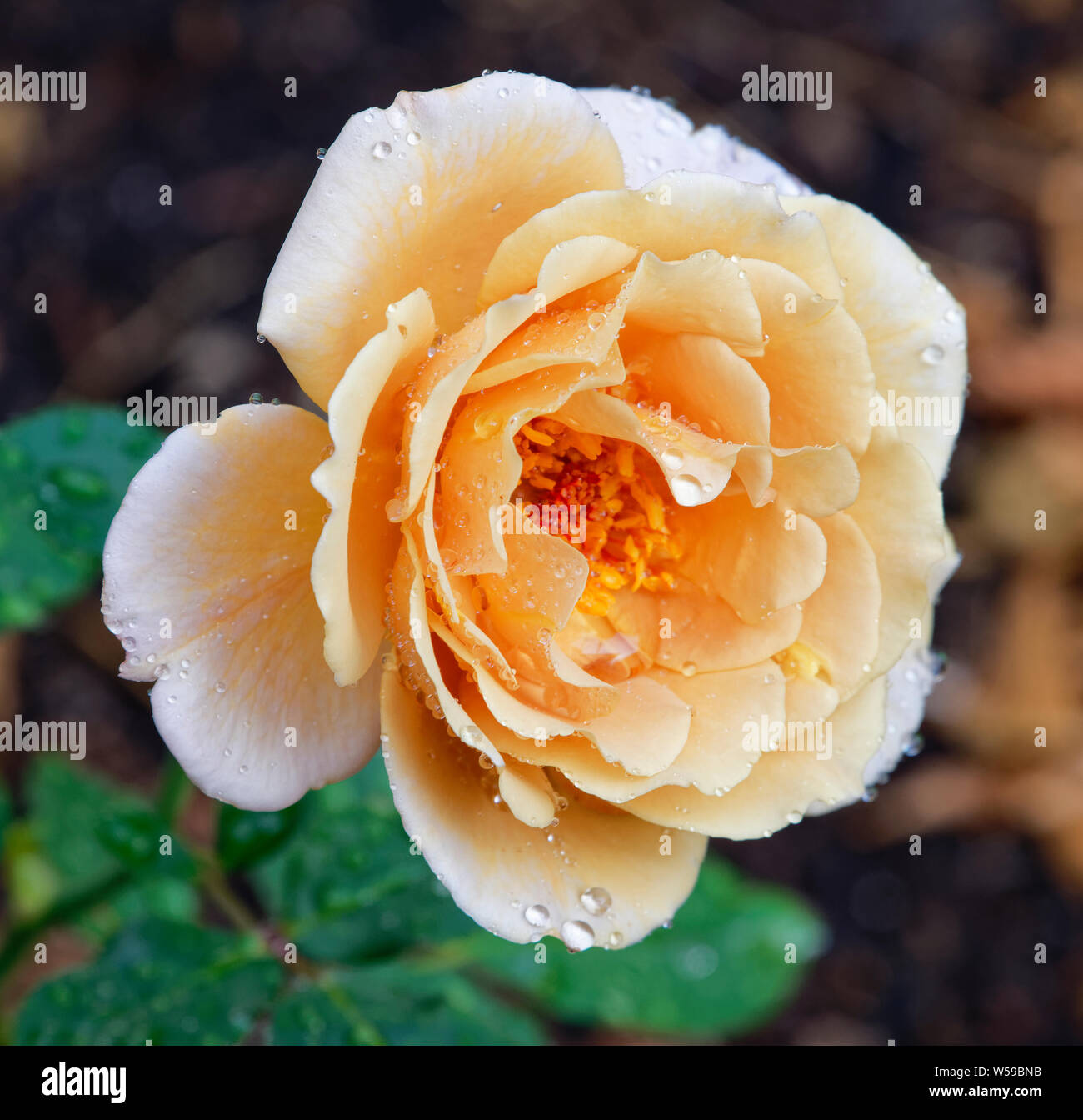 Roses perth hires stock photography and images Alamy