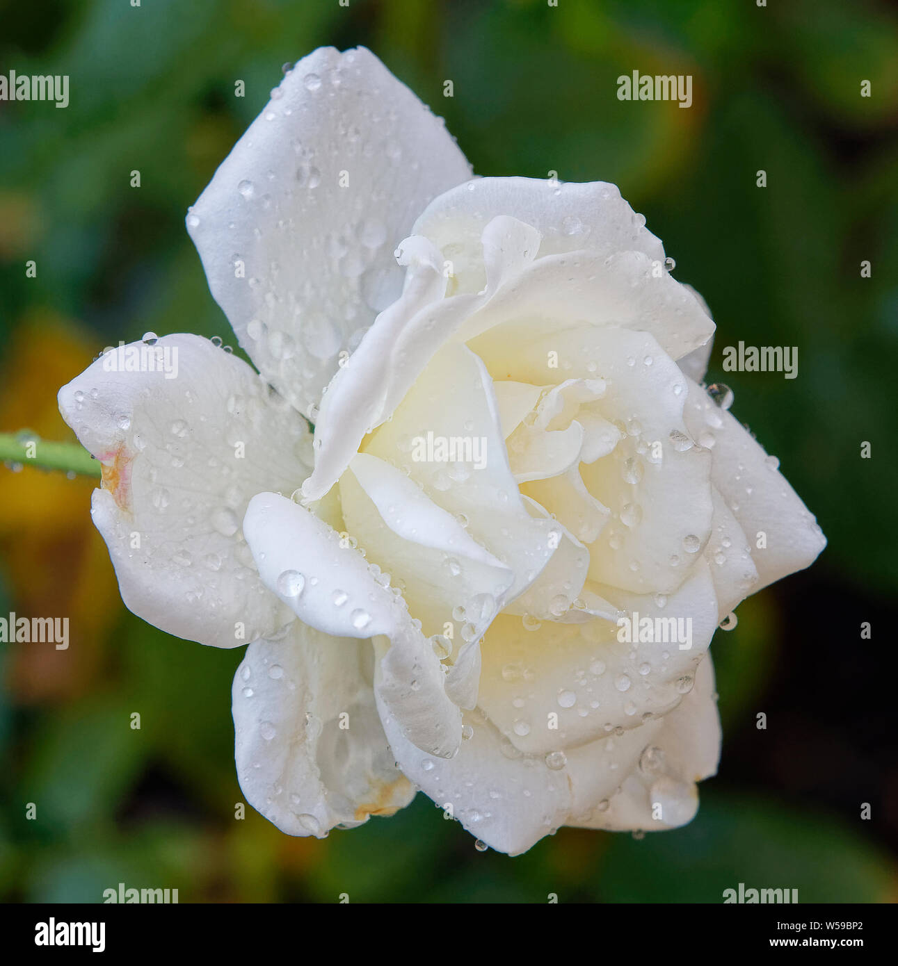 Australian roses perth hires stock photography and images Alamy