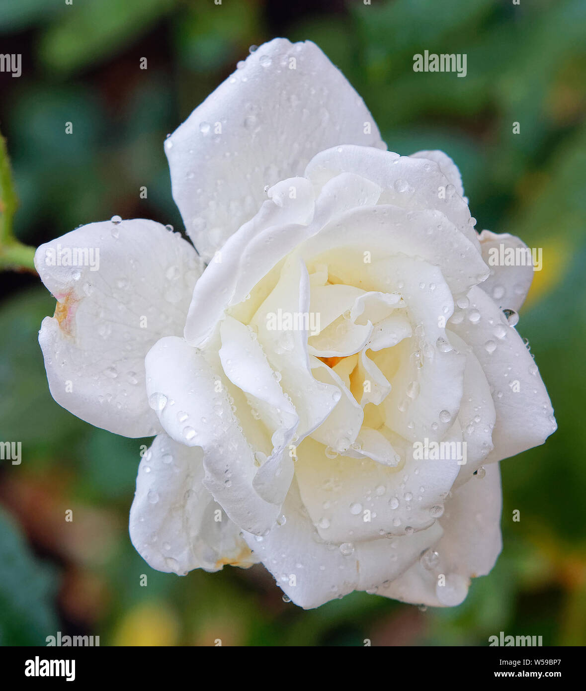 Roses perth hires stock photography and images Alamy