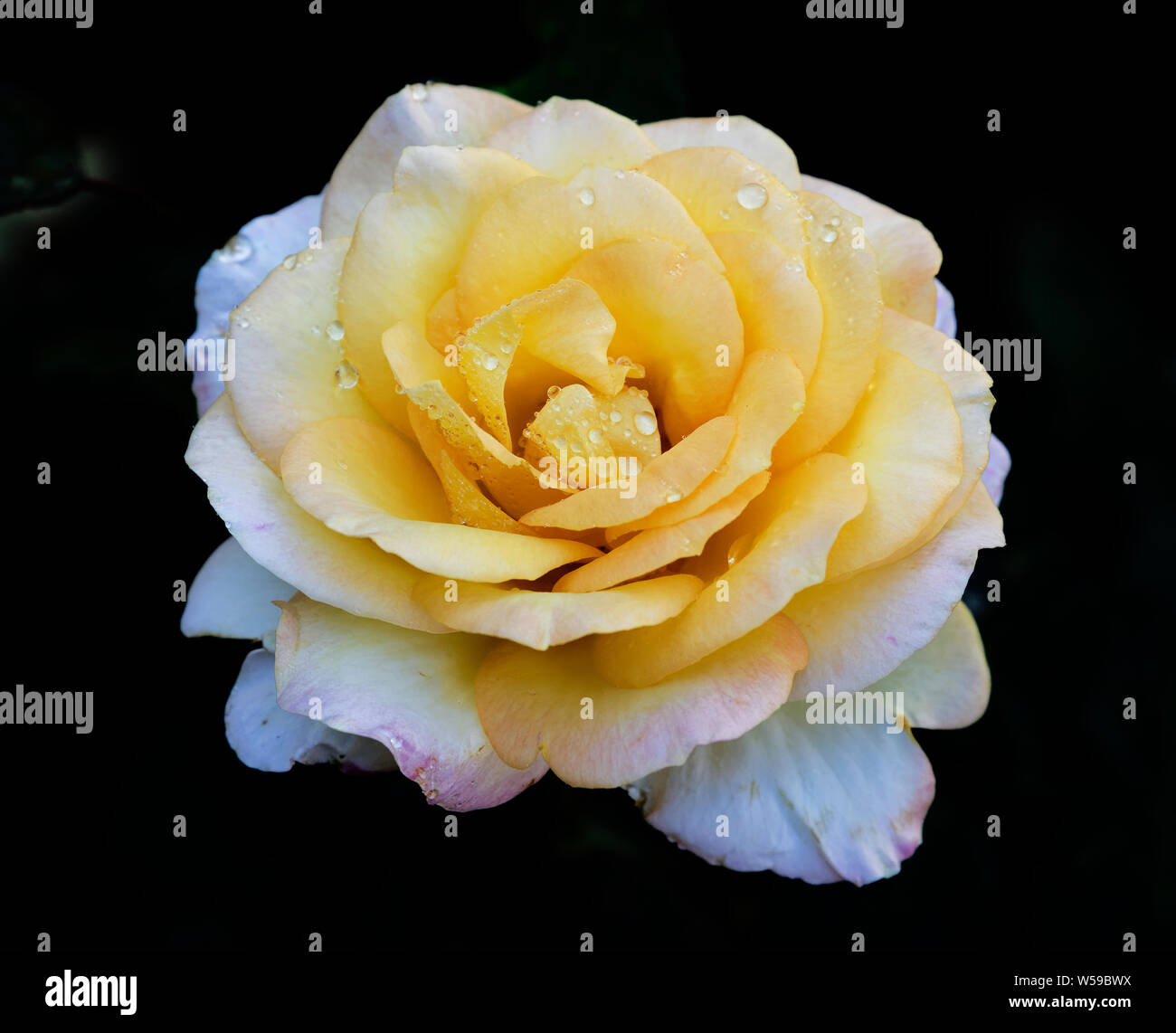 Australian Roses Perth High Resolution Stock Photography and Images Alamy