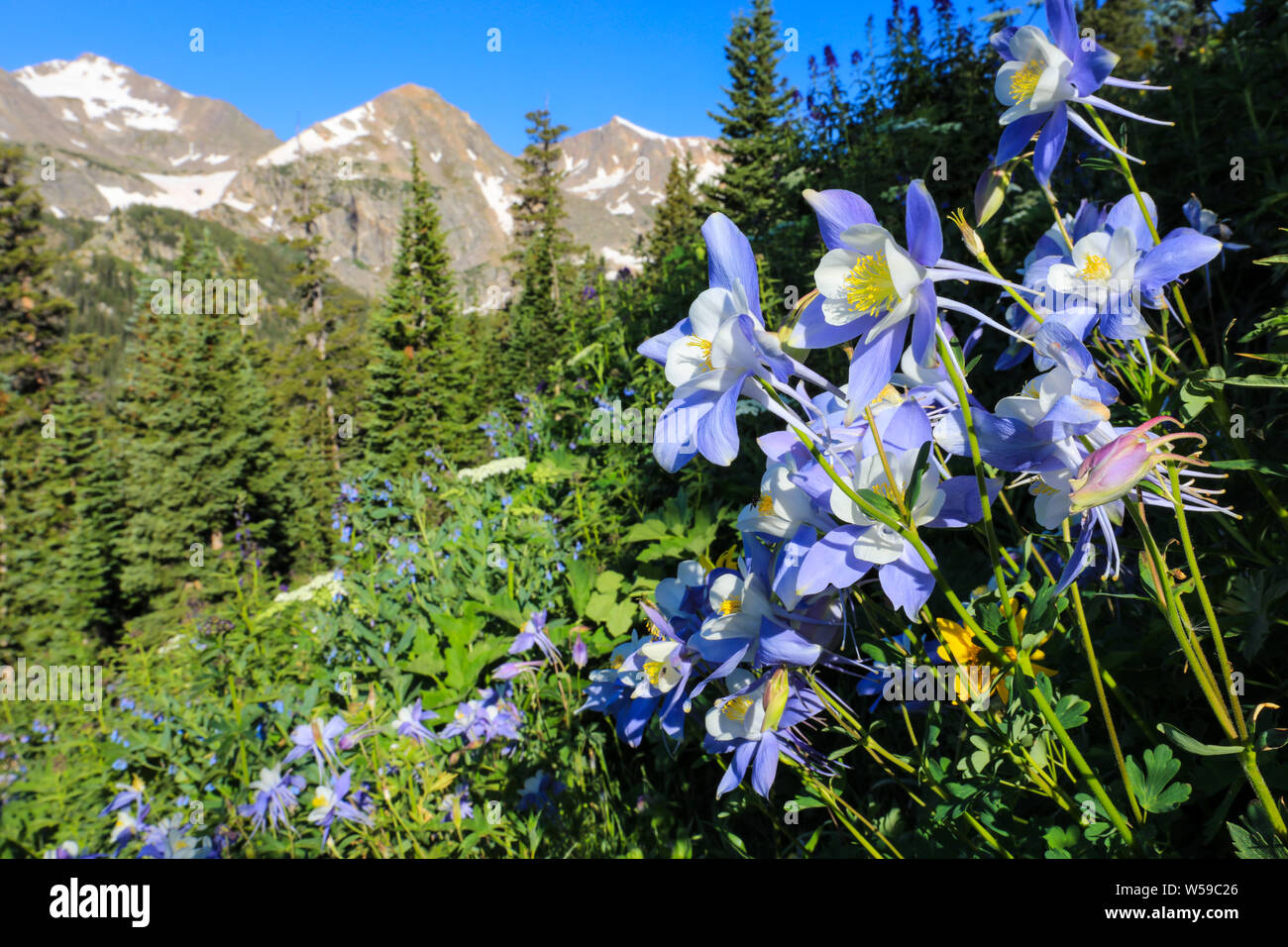 Purple columbine wildflowers in summer in Colorado Rocky Mountain of