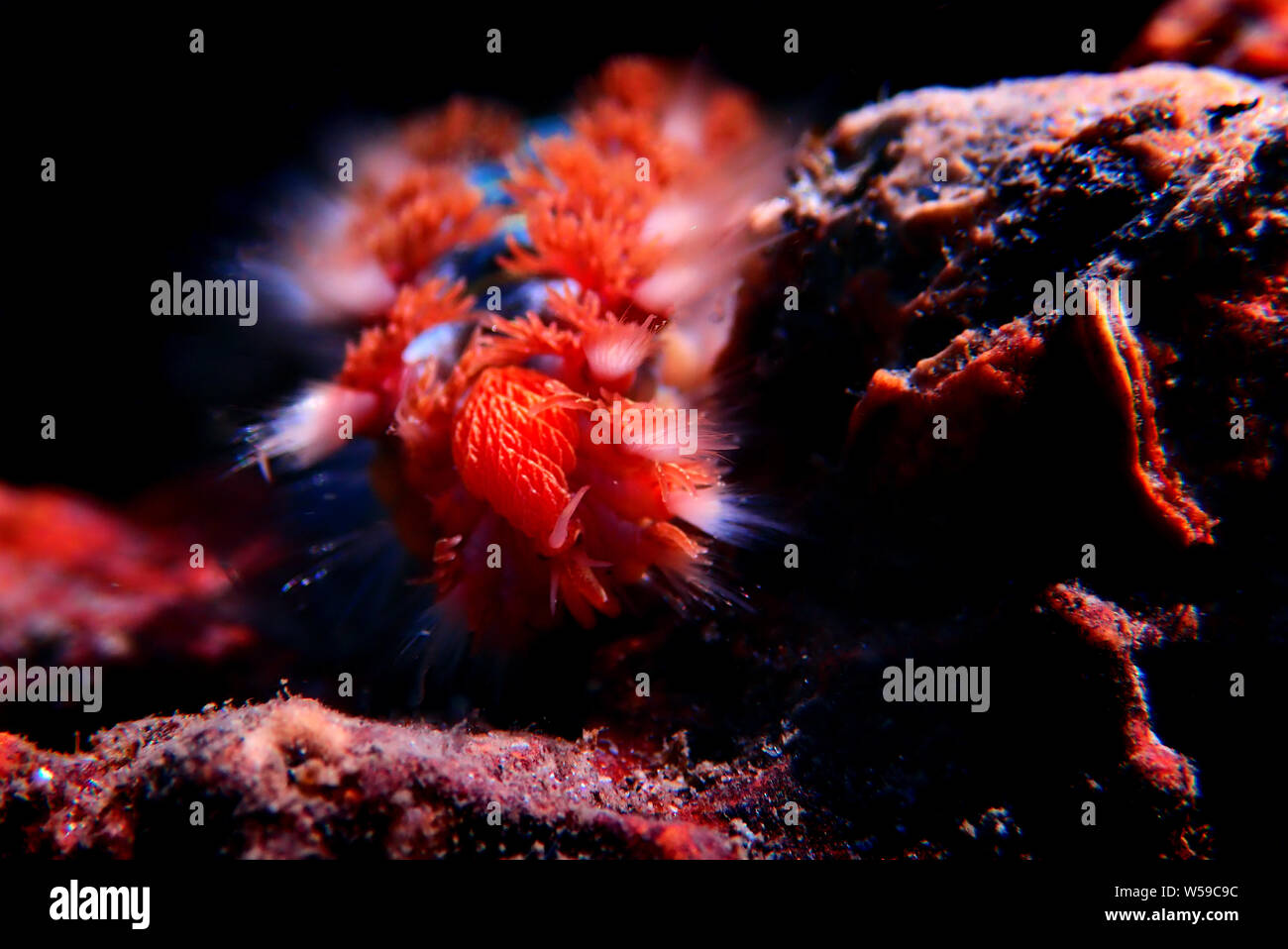 Red Mediterranean Fireworm - Hermodice carunculata Stock Photo