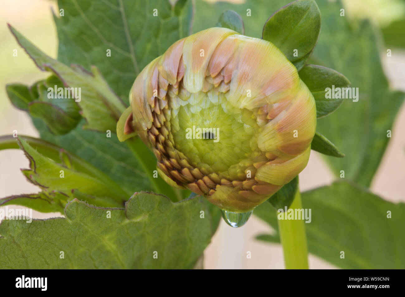 A Peach Color Dahlia Bud Closeup Stock Photo - Alamy
