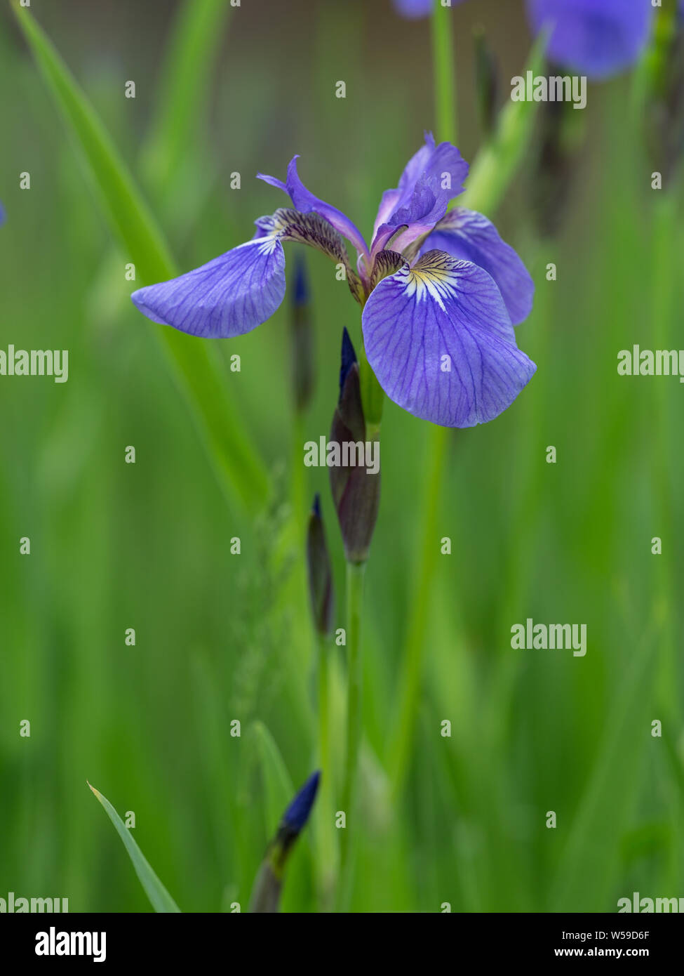 Wild Iris Bloom in Alaska Stock Photo