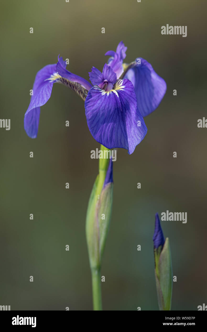 Wild Iris Bloom in Alaska Stock Photo