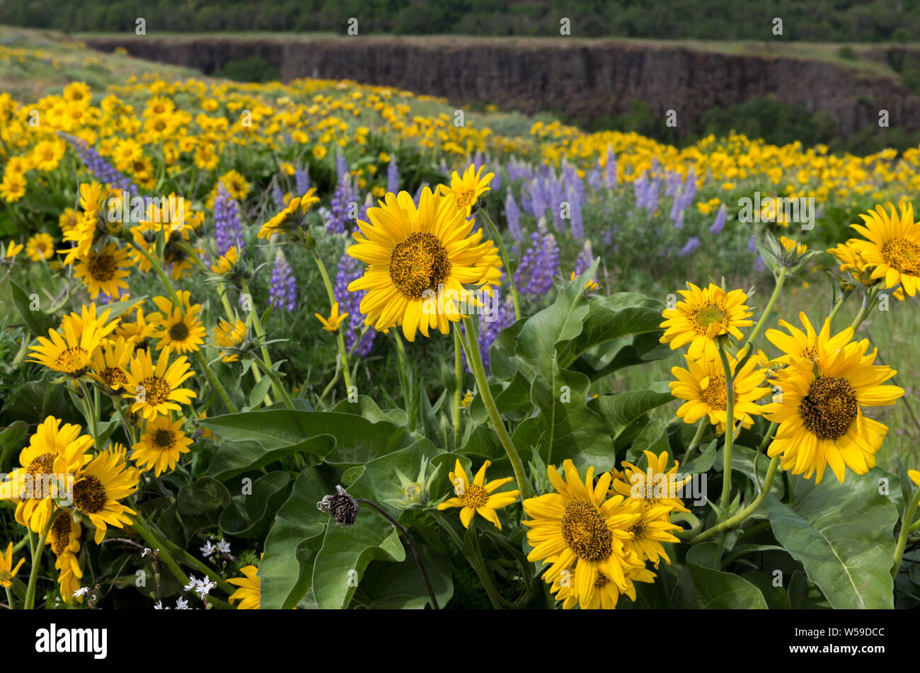 Pacific northwest wildflower hi-res stock photography and images - Alamy