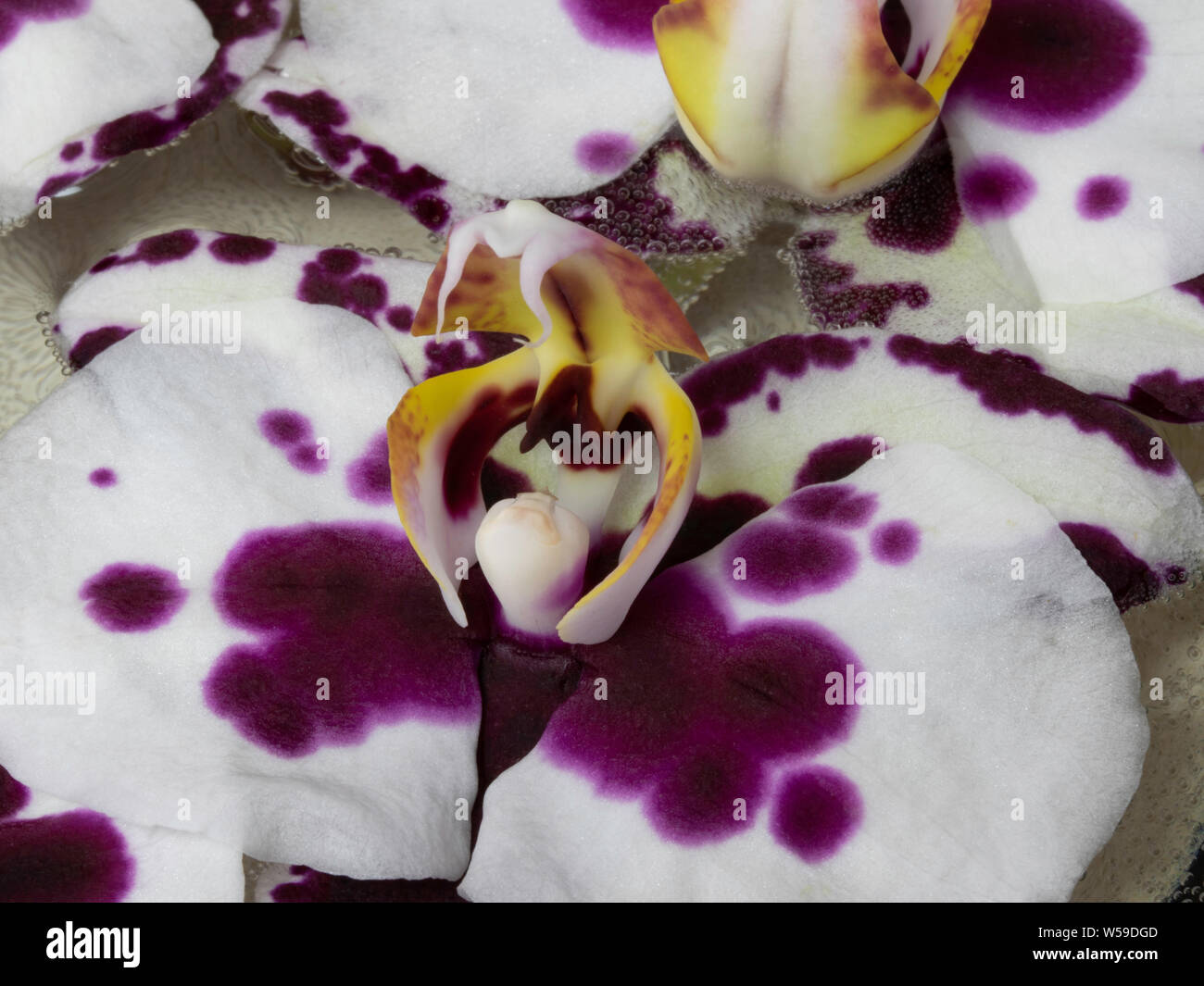Orchid Macro Stock Photo