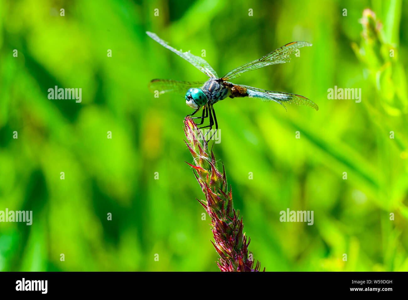 Closeup macro shot of Blue Darner dragonfly holding onto a plant in a Great Meadows National Park. Stock Photo