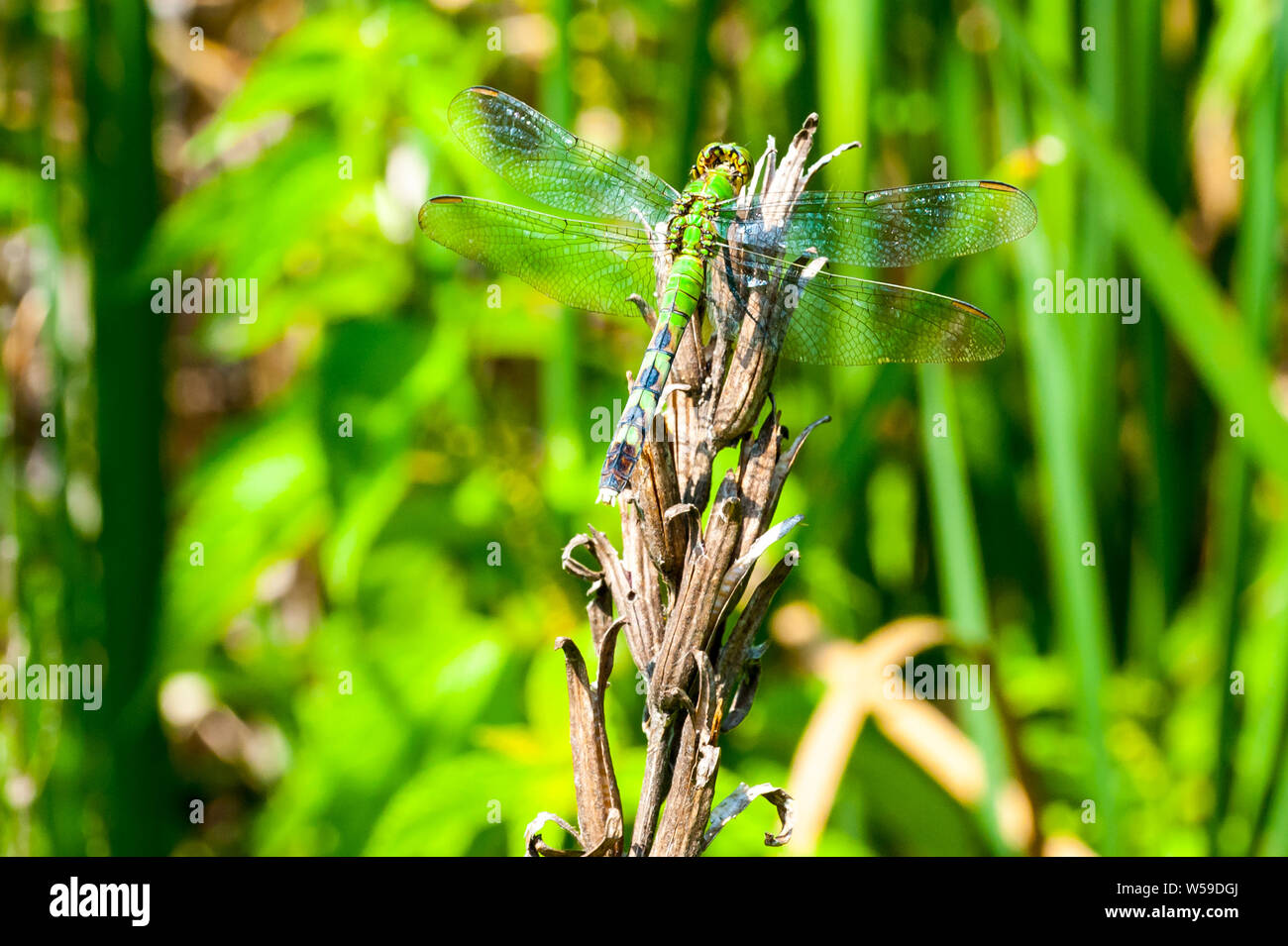 Green Darner dragonfly resting on a plant at Great Meadows National Park in Concord, Massachusetts. Stock Photo