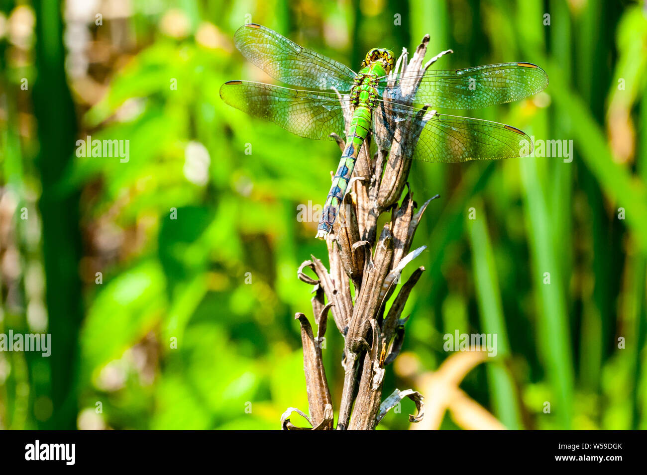 Green Darner dragonfly resting on a plant at Great Meadows National Park in Concord, Massachusetts. Stock Photo