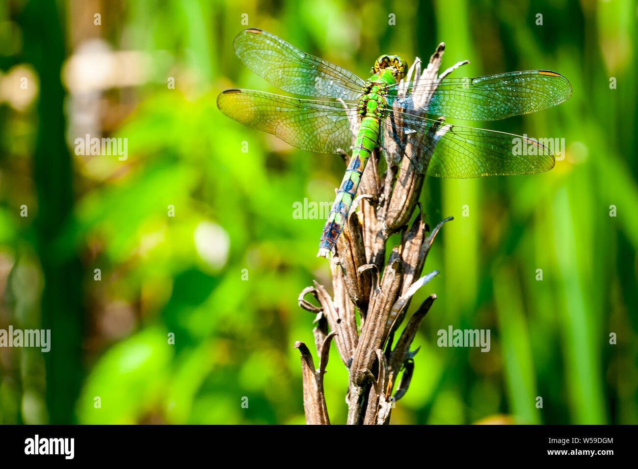Green Darner dragonfly resting on a plant at Great Meadows National Park in Concord, Massachusetts. Stock Photo