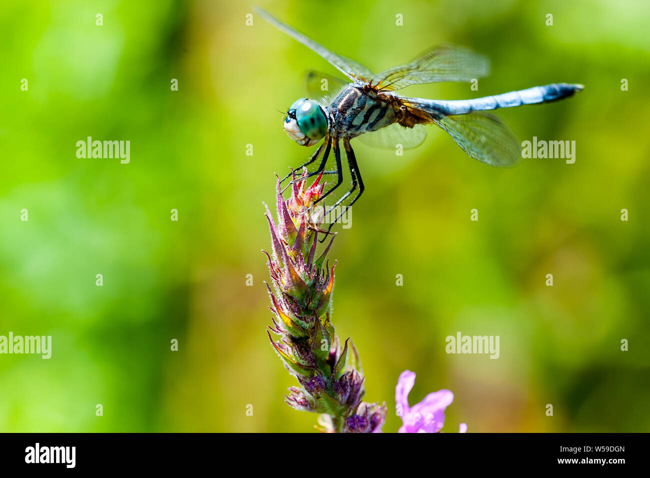 Closeup macro shot of Blue Darner dragonfly holding onto a plant in a Great Meadows National Park. Stock Photo