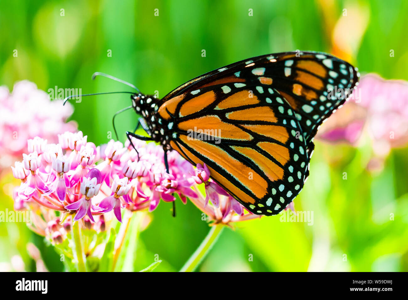 Closeup, macro shot, side-view of a Monarch butterfly collecting pollen from pink flowers. Stock Photo