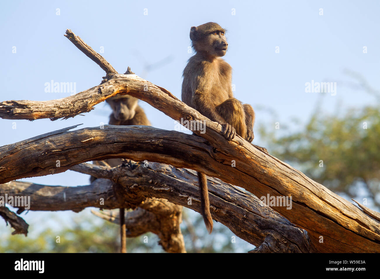 Young baboon monkey at Waterberg National Park, Namibia Stock Photo