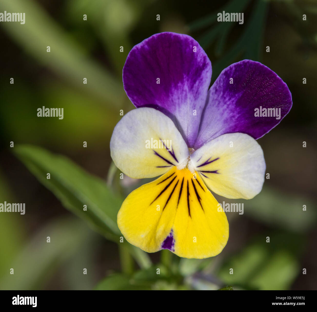 Wild pansies hires stock photography and images Alamy