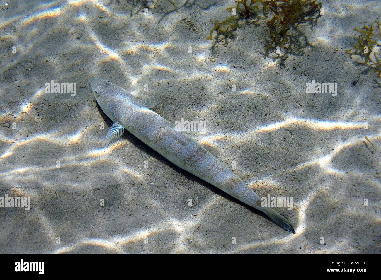 Sand diver Lizardfish (Synodus intermedius) on the surface of the sand, Crocus Bay, Anguilla, BWI. Stock Photo