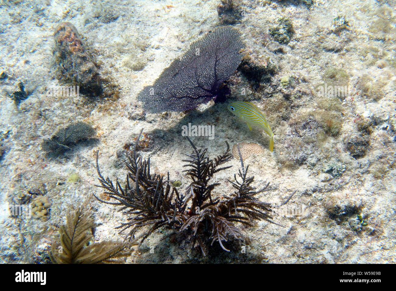 French Grunt (Haemulon flavolineatum) investigates a purple Common sea fan (Gorgonia flabellum), Little Bay, Anguilla, BWI. Stock Photo