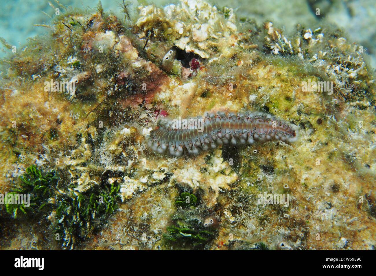 Bearded fireworm (Hermodice carunculata) crawling across a rock, Little Bay, Anguilla, BWI. Stock Photo